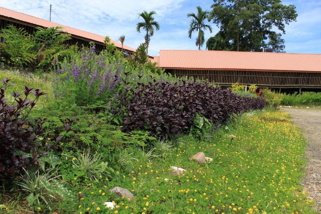 Sabah Tea Garden-Longhouses Ranau Buitenkant foto