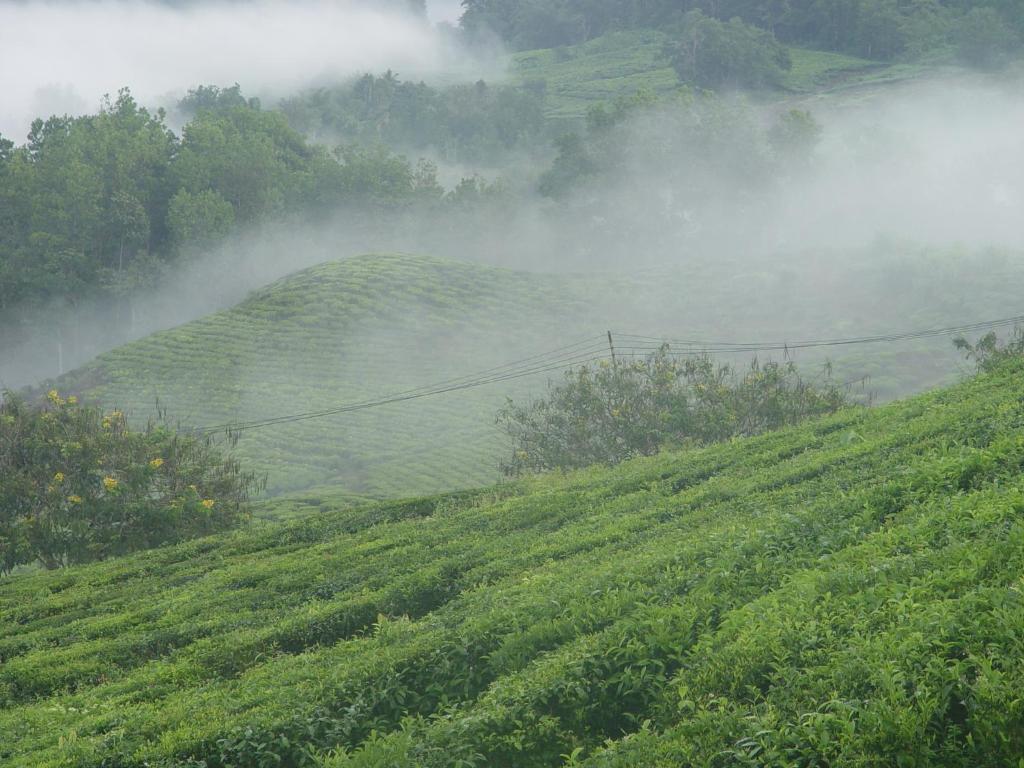 Sabah Tea Garden-Longhouses Ranau Buitenkant foto