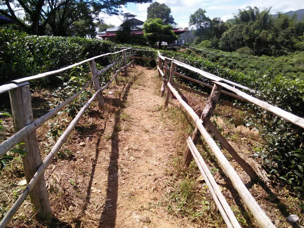 Sabah Tea Garden-Longhouses Ranau Buitenkant foto